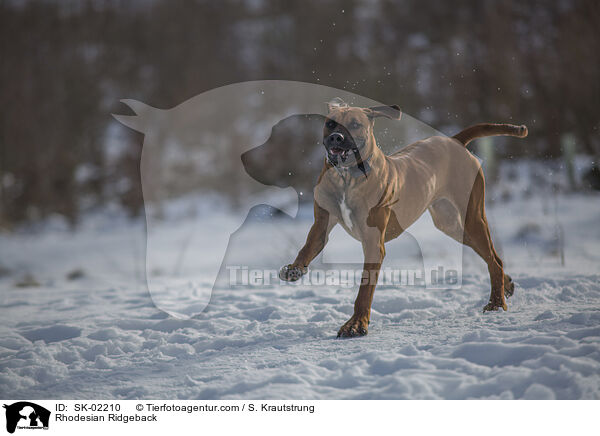 Rhodesian Ridgeback / Rhodesian Ridgeback / SK-02210