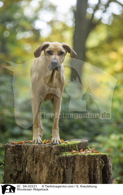 Rhodesian Ridgeback / Rhodesian Ridgeback / SK-02231