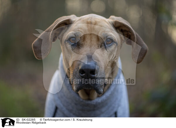 Rhodesian Ridgeback / Rhodesian Ridgeback / SK-02285