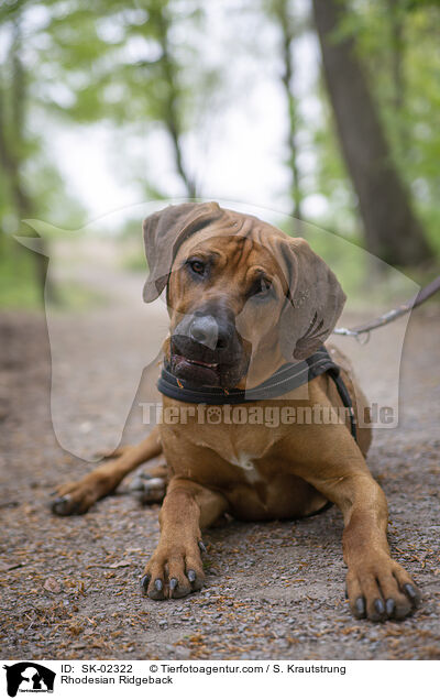 Rhodesian Ridgeback / Rhodesian Ridgeback / SK-02322