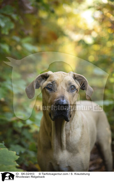 Rhodesian Ridgeback / Rhodesian Ridgeback / SK-02443