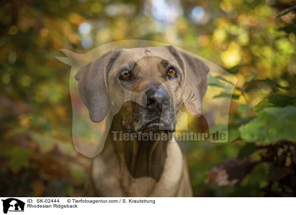 Rhodesian Ridgeback / Rhodesian Ridgeback / SK-02444