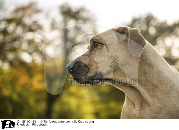 Rhodesian Ridgeback / Rhodesian Ridgeback / SK-02448