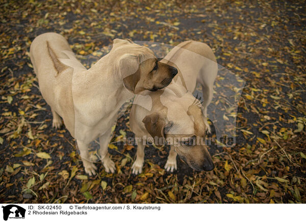 2 Rhodesian Ridgebacks / 2 Rhodesian Ridgebacks / SK-02450
