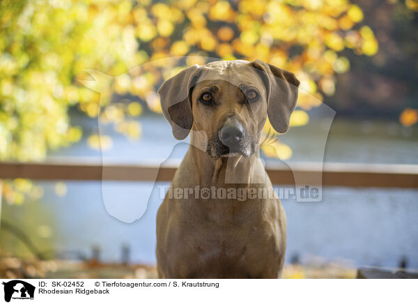Rhodesian Ridgeback / Rhodesian Ridgeback / SK-02452