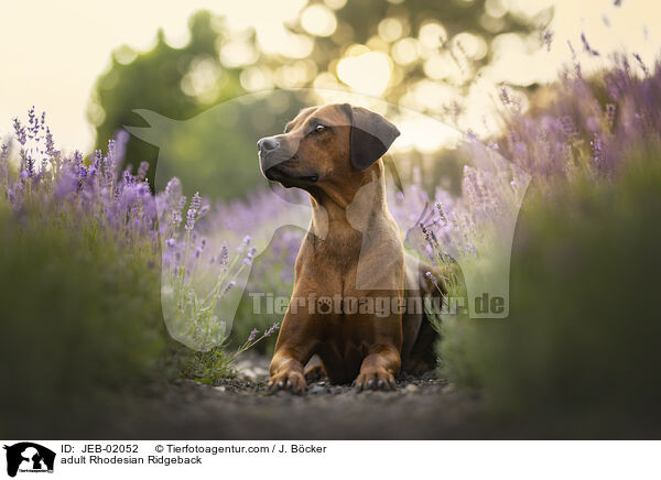 ausgewachsener Rhodesian Ridgeback / adult Rhodesian Ridgeback / JEB-02052