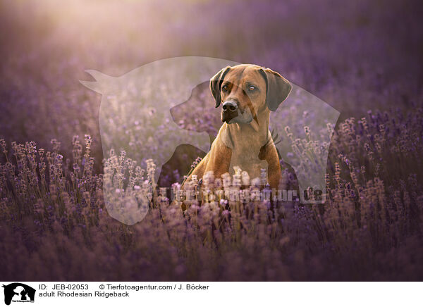 ausgewachsener Rhodesian Ridgeback / adult Rhodesian Ridgeback / JEB-02053