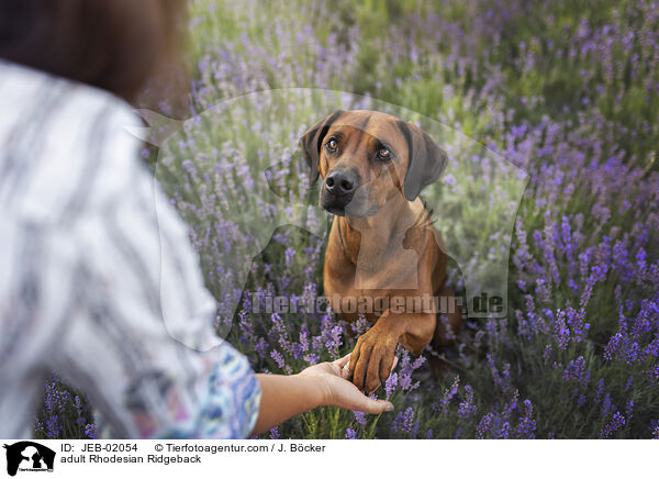 ausgewachsener Rhodesian Ridgeback / adult Rhodesian Ridgeback / JEB-02054