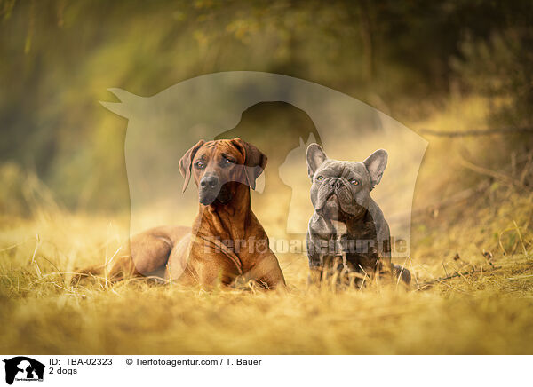 2 Hunde / 2 dogs / TBA-02323