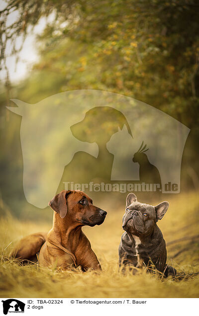 2 Hunde / 2 dogs / TBA-02324