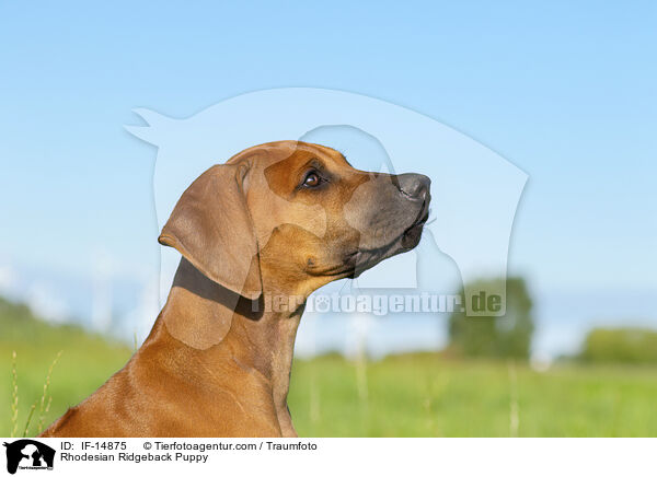 Rhodesian Ridgeback Welpe / Rhodesian Ridgeback Puppy / IF-14875