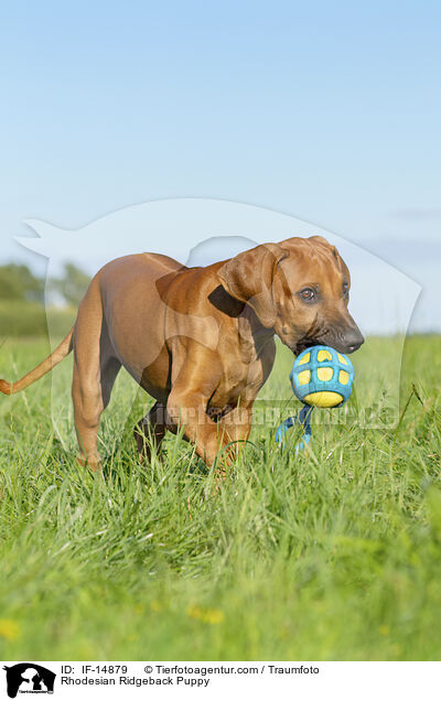 Rhodesian Ridgeback Welpe / Rhodesian Ridgeback Puppy / IF-14879