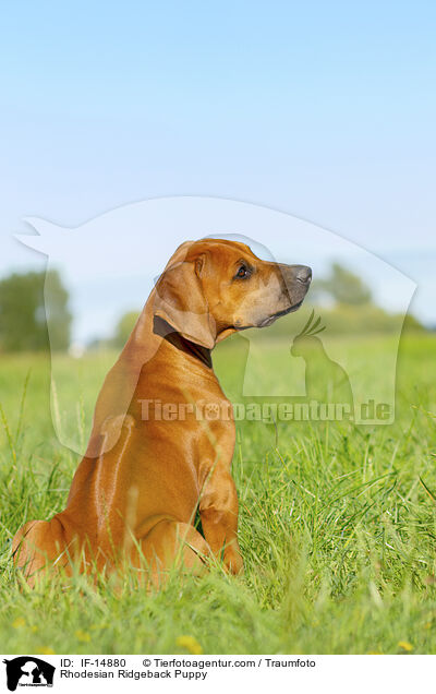 Rhodesian Ridgeback Welpe / Rhodesian Ridgeback Puppy / IF-14880