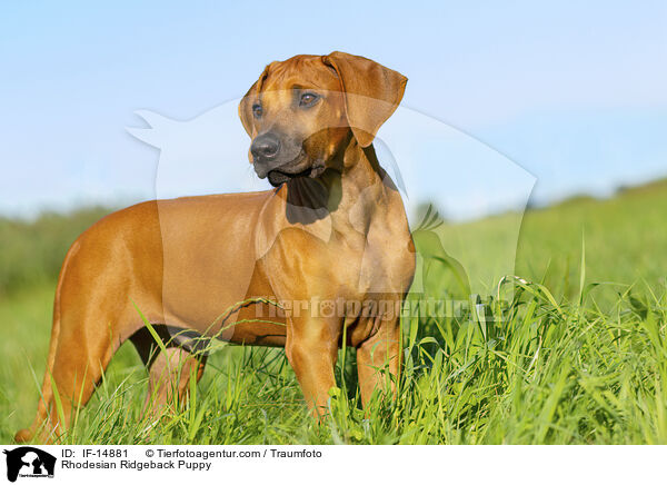 Rhodesian Ridgeback Welpe / Rhodesian Ridgeback Puppy / IF-14881