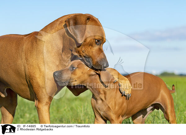 2 Rhodesian Ridgebacks / 2 Rhodesian Ridgebacks / IF-14885