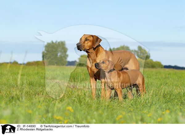2 Rhodesian Ridgebacks / 2 Rhodesian Ridgebacks / IF-14890