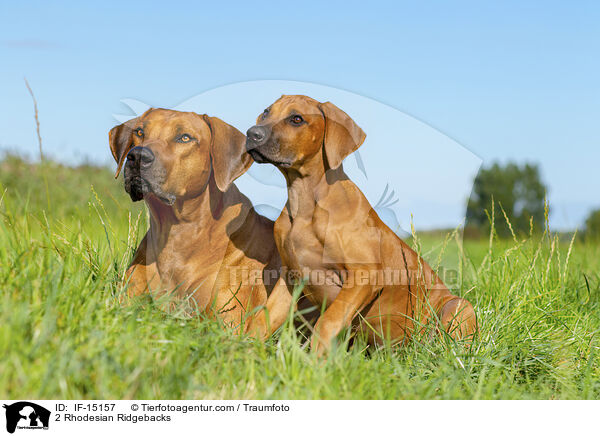2 Rhodesian Ridgebacks / 2 Rhodesian Ridgebacks / IF-15157