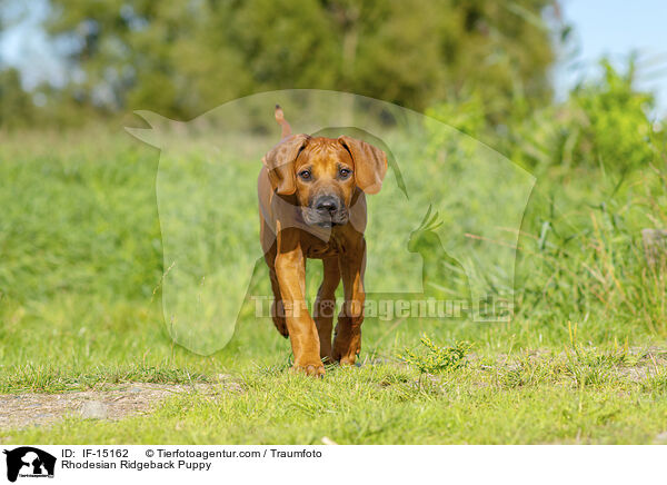 Rhodesian Ridgeback Welpe / Rhodesian Ridgeback Puppy / IF-15162