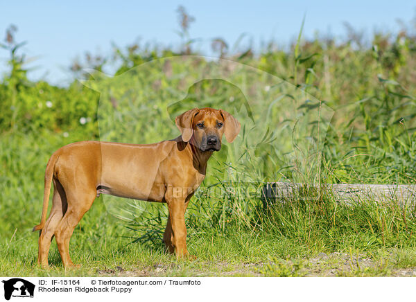 Rhodesian Ridgeback Welpe / Rhodesian Ridgeback Puppy / IF-15164