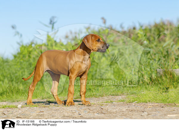 Rhodesian Ridgeback Welpe / Rhodesian Ridgeback Puppy / IF-15166