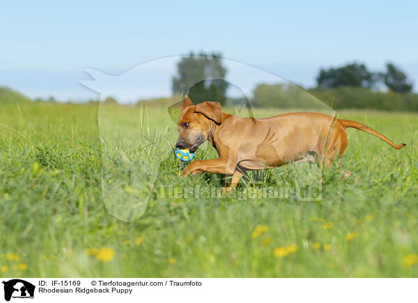 Rhodesian Ridgeback Welpe / Rhodesian Ridgeback Puppy / IF-15169