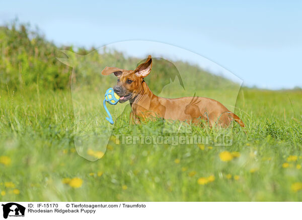 Rhodesian Ridgeback Welpe / Rhodesian Ridgeback Puppy / IF-15170