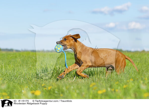 Rhodesian Ridgeback Welpe / Rhodesian Ridgeback Puppy / IF-15175