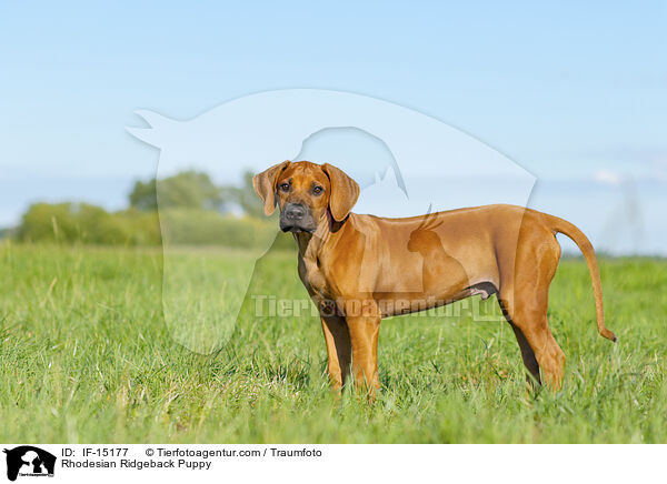 Rhodesian Ridgeback Welpe / Rhodesian Ridgeback Puppy / IF-15177