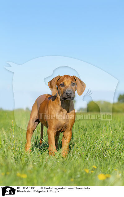Rhodesian Ridgeback Welpe / Rhodesian Ridgeback Puppy / IF-15191