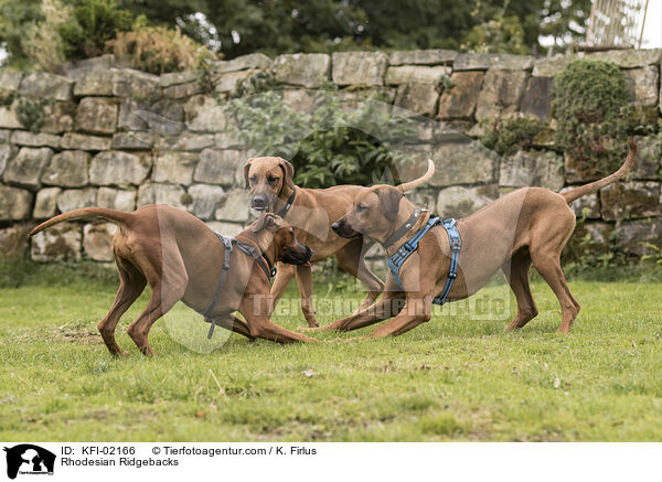 Rhodesian Ridgebacks / Rhodesian Ridgebacks / KFI-02166