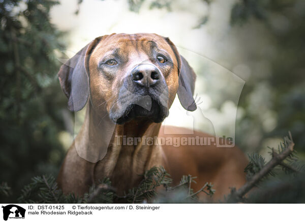 Rhodesian Ridgeback R�de / male Rhodesian Ridgeback / DST-01425