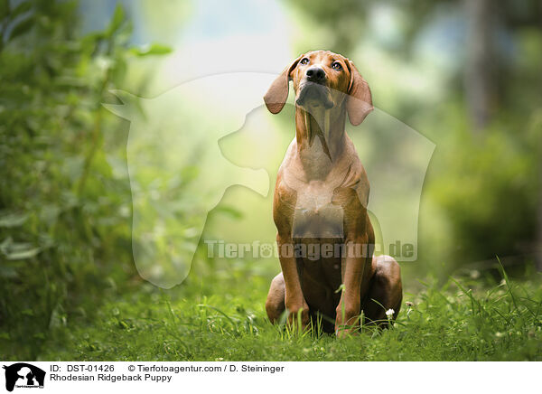 Rhodesian Ridgeback Welpe / Rhodesian Ridgeback Puppy / DST-01426