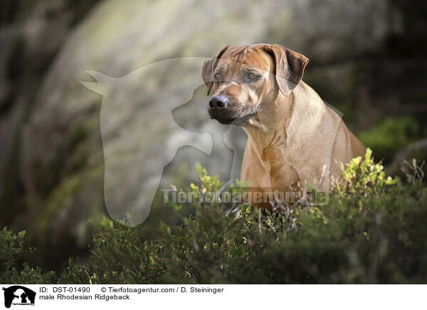 Rhodesian Ridgeback Rde / male Rhodesian Ridgeback / DST-01490