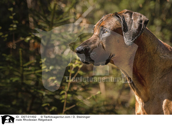 Rhodesian Ridgeback R�de / male Rhodesian Ridgeback / DST-01492