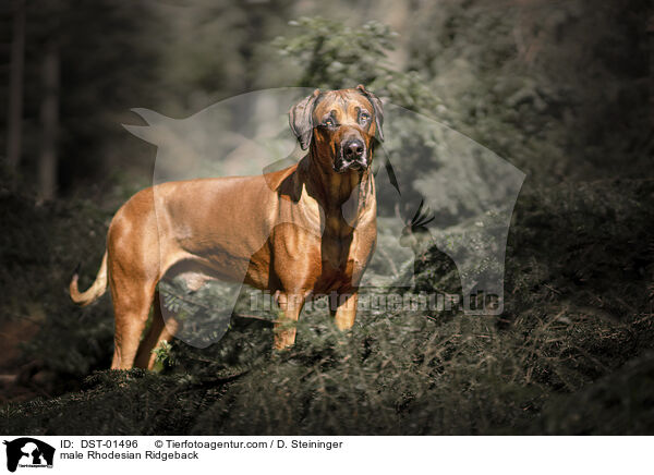 Rhodesian Ridgeback Rde / male Rhodesian Ridgeback / DST-01496