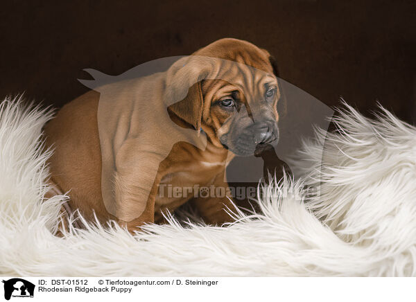 Rhodesian Ridgeback Welpe / Rhodesian Ridgeback Puppy / DST-01512