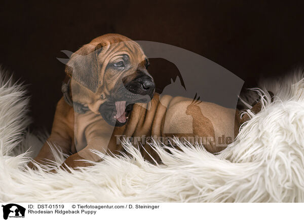 Rhodesian Ridgeback Welpe / Rhodesian Ridgeback Puppy / DST-01519