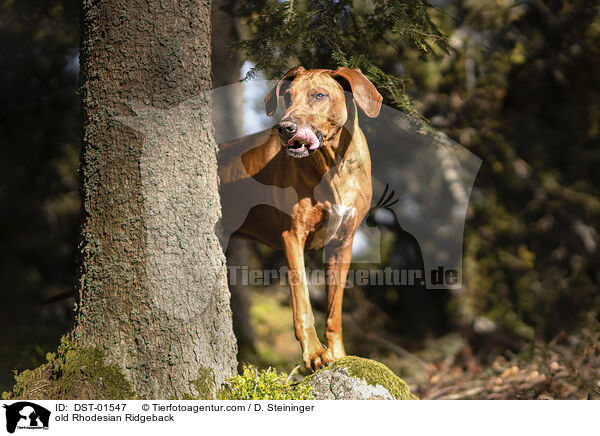 alter Rhodesian Ridgeback / old Rhodesian Ridgeback / DST-01547