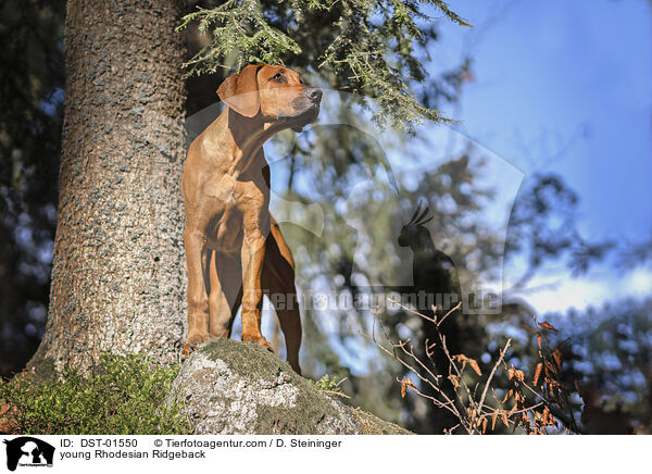 junger Rhodesian Ridgeback / young Rhodesian Ridgeback / DST-01550