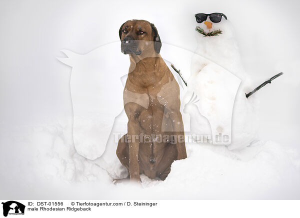 Rhodesian Ridgeback Rde / male Rhodesian Ridgeback / DST-01556