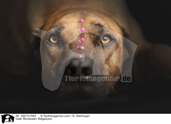 Rhodesian Ridgeback R�de / male Rhodesian Ridgeback / DST-01562