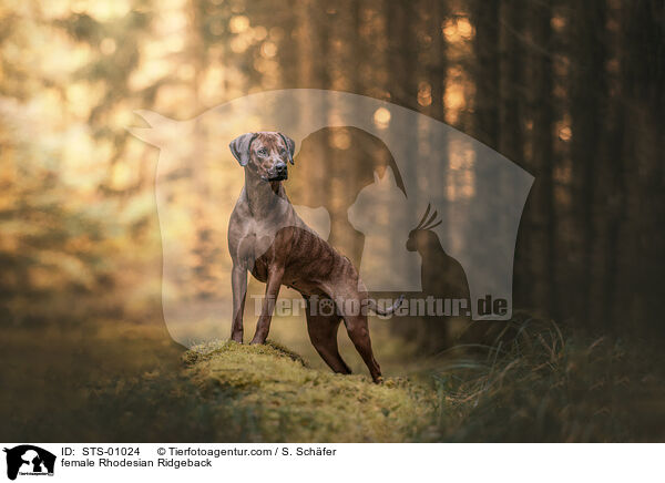 Rhodesian Ridgeback H�ndin / female Rhodesian Ridgeback / STS-01024