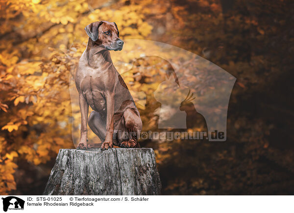 Rhodesian Ridgeback H�ndin / female Rhodesian Ridgeback / STS-01025