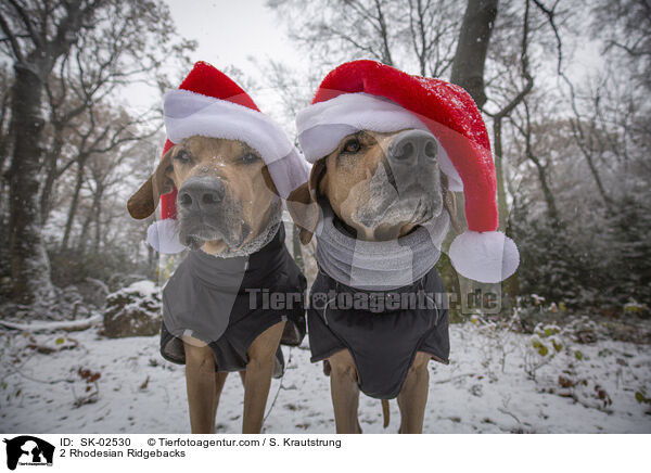 2 Rhodesian Ridgebacks / 2 Rhodesian Ridgebacks / SK-02530