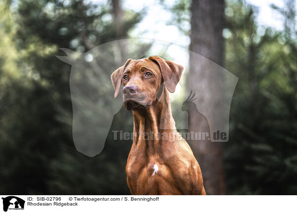 Rhodesian Ridgeback / Rhodesian Ridgeback / SIB-02796