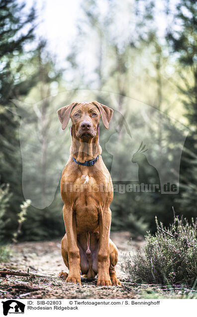 Rhodesian Ridgeback / Rhodesian Ridgeback / SIB-02803