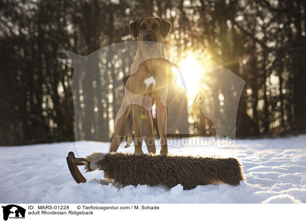 ausgewachsener Rhodesian Ridgeback / adult Rhodesian Ridgeback / MARS-01228