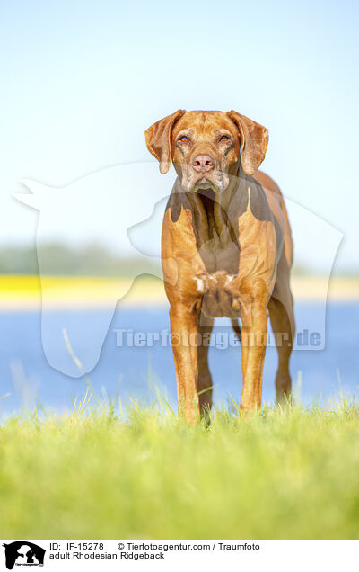ausgewachsener Rhodesian Ridgeback / adult Rhodesian Ridgeback / IF-15278