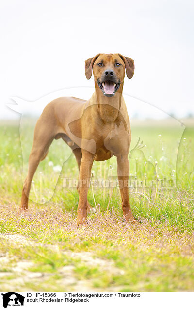 ausgewachsener Rhodesian Ridgeback / adult Rhodesian Ridgeback / IF-15366