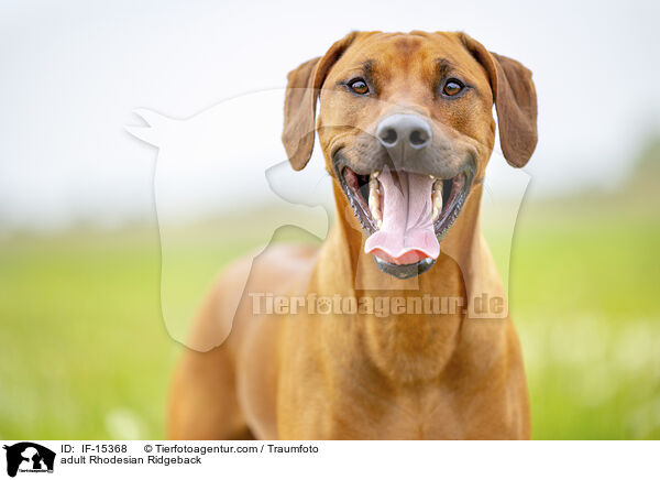 ausgewachsener Rhodesian Ridgeback / adult Rhodesian Ridgeback / IF-15368